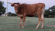 WL REBEL'S SOPHIA