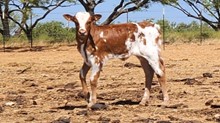 BR JUNGLE JIM X ALLENS TOP CHERRY 