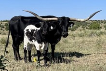 Shamrock Little Blackie 1010