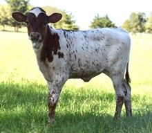 Thunder x Missy heifer calf