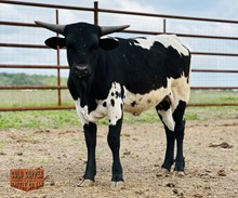 DH BRED TO SHINE