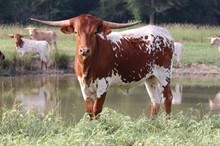 Heifer calf 2020 Justify x Annie Get 