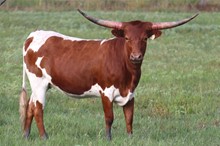 Heifer calf 2020 Justify x Ring My Bell BCB