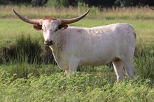 Heifer calf 2020 Justify x Sure Bet  BCB