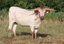 Heifer calf 2020 Justify x All Eyes On