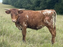 BCR Calamity Jane  242