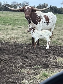Heifer Christina Royal x Brazos Julio