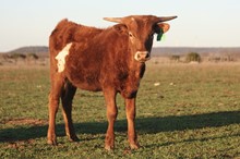 LCC Eliza Jane 