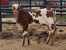 Rosebud Jungle Jim Heifer
