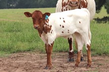 Heifer calf 2023 Justify x HL Cotton Candy
