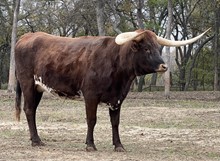 ECR MISS RODEORINCONCITA