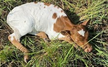 BR JUNGLE JIM X RNL PACIFIC BABE TAG 314