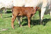Reflections bull calf