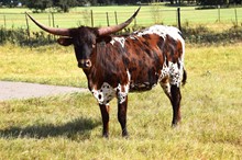 Brazos Betsy 101/21