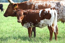 Brazos Fiona 107/22