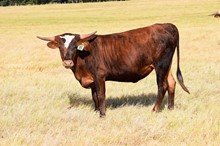 Brazos Sadie 35/22