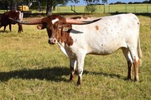 Brazos Tuff Cowgirl 106/21