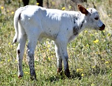 FIRETRUCK BCR x HL Peachy Keen heifer calf