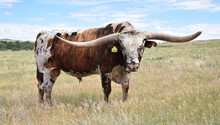 WS CHIEF X LEASE LOT