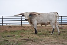 M2 COWBOY