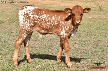 SEL MASCOT