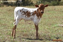 FANCY'S BULL CALF
