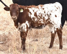 GLR  PACIFIC CRACKER GAL