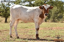 SEL ANNABELLE ROYAL NOTCH