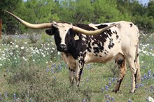 LM TEXANA COWGIRL