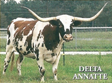 Delta Annatte