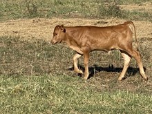 Daily cow bull 20