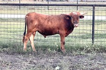 211 HCC Unnamed Steer - Dark Mocha