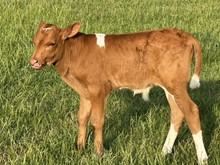 Trued Up x Fantastic bull