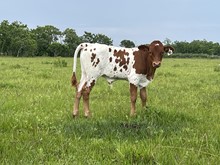 Ml Pixie Belle Bull Calf