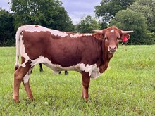 BCR Pepper 235