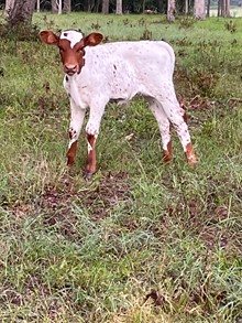 Bull Royal Rose x Trued Up BCR 311