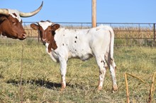 JJ x Chit Chat Heifer