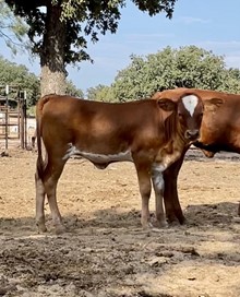 Rebel x Brickhouse Heifer