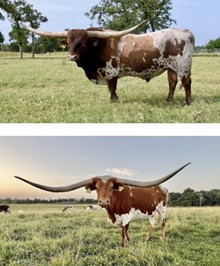 Pacific Roxy/BR Cracker Jack embryo