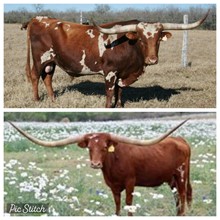 JULIO VIXEN x TCC DANI