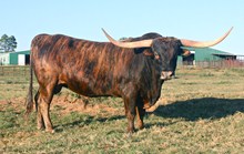 83 unnamed bull calf