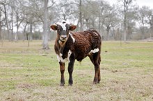 bull calf Fancy Free x Brazos Julio 338