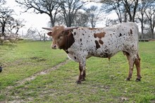 Bull Jamakizm x Rio Royalty  192