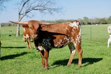 BCR True Country Girl 120
