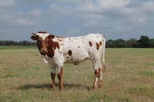  BCR Kendall Quinn 238