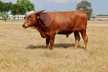 High Plains Drifter BCR 280