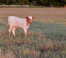 Brushy Creek BCR 337