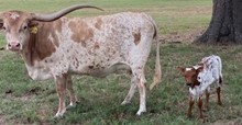 REBEL HR X RJF MERCIFUL DIVA TAG 332