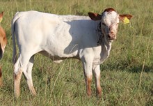 Heifer calf 2022 Justify x Country Rose