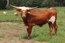 Heifer calf 2022 Swagger x HL Cotton Can